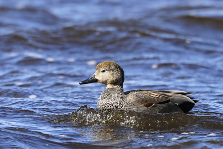 Knarand (Anas strepera)