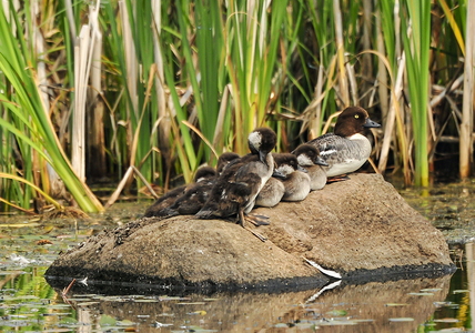 Hvinand (Bucephala clangula)
