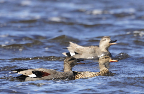 Knarand (Anas strepera)