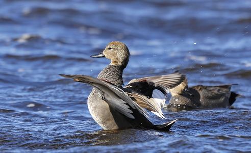Knarand (Anas strepera)
