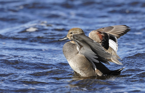 Knarand (Anas strepera)