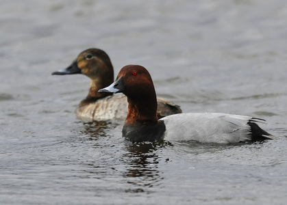 Taffeland (Aythya ferina)