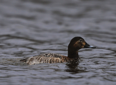  Taffeland (Aythya ferina)
