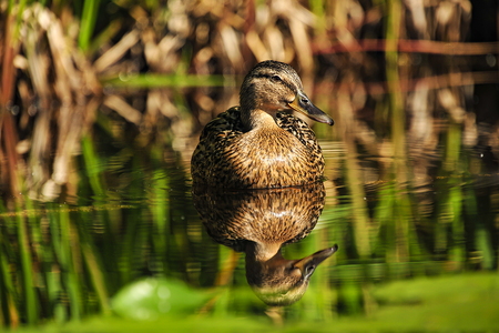  Gråand (Anas platyrhynchos)