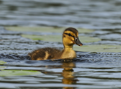  Gråand (Anas platyrhynchos)