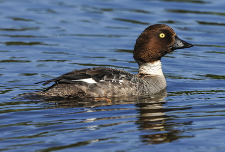 Hvinand (Bucephala clangula)