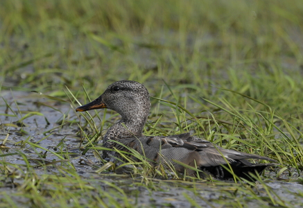  Knarand (Anas strepera)