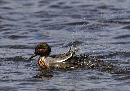  Krikand (Anas crecca)