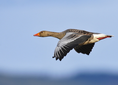 Grågås (Anser anser)