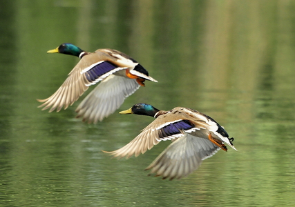  Gråand (Anas platyrhynchos)