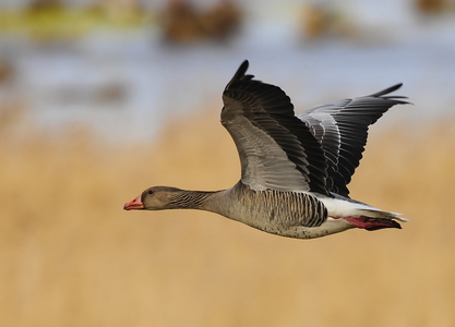 Grågås (Anser anser)