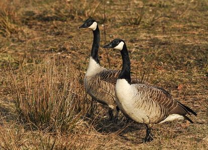 Canadagås (Branta canadensis)