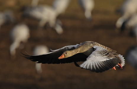 Grågås (Anser anser)