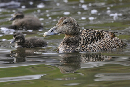 Ederfugl (Somateria mollissima)
