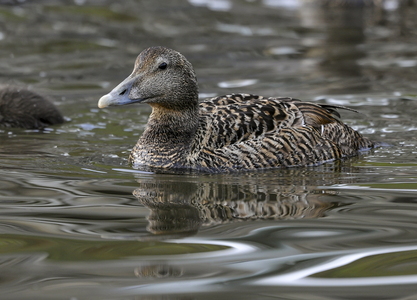 Ederfugl (Somateria mollissima)