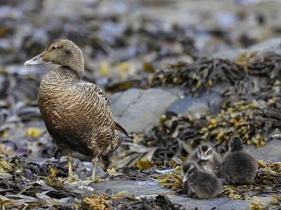 Ederfugl (Somateria mollissima)