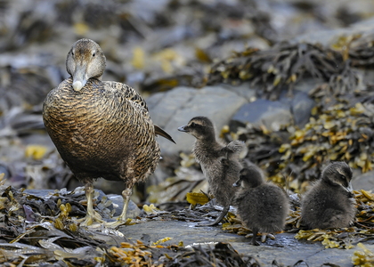 Ederfugl (Somateria mollissima)