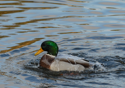  Gråand (Anas platyrhynchos)