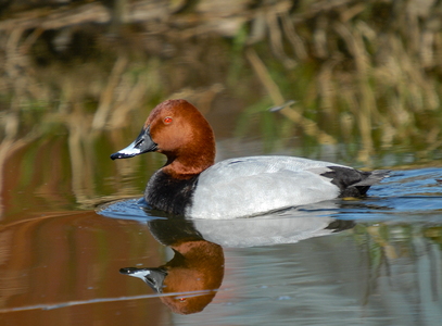 Taffeland (Aythya ferina)