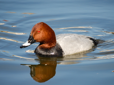 Taffeland (Aythya ferina)