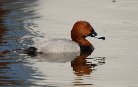 Taffeland (Aythya ferina)