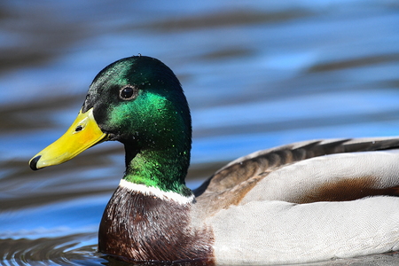 Gråand (Anas platyrhynchos)