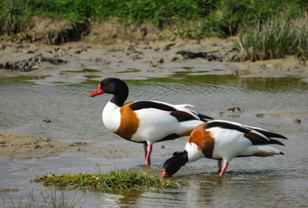 Gravand (Tadorna tadorna)