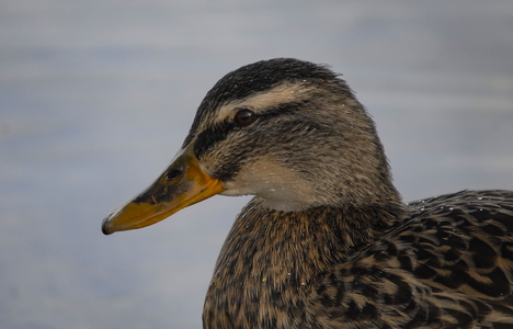 Gråand (Anas platyrhynchos)