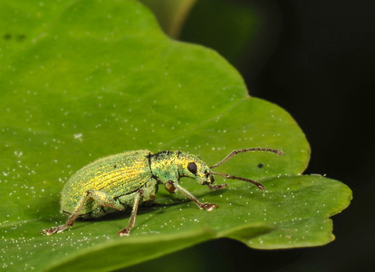  Bøgeløvsnudebille (Phyllobius argentatus)