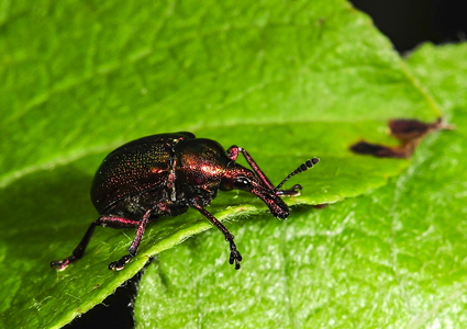  Cigarruller (Byctiscus betulae)