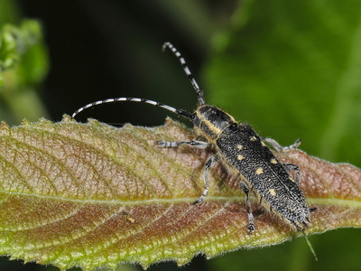  Aspebuk (Saperda populnea)