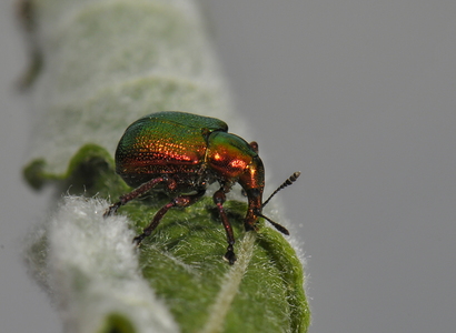 Cigarruller (Byctiscus betulae)