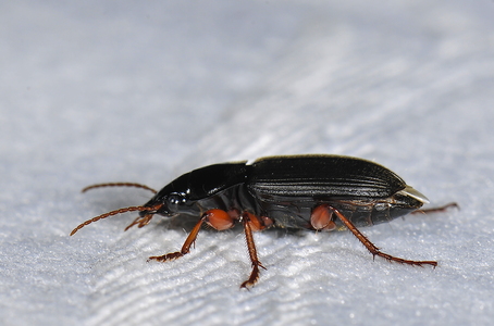Håret Markløber (Harpalus rufipes)