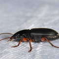 Håret Markløber (Harpalus rufipes)