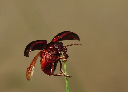 Chrysolina staphylaea (Chrysolina staphylaea)