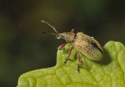 Phyllobius glaucus (Phyllobius glaucus)