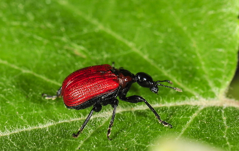 Hasselbladruller (Apoderus coryli)