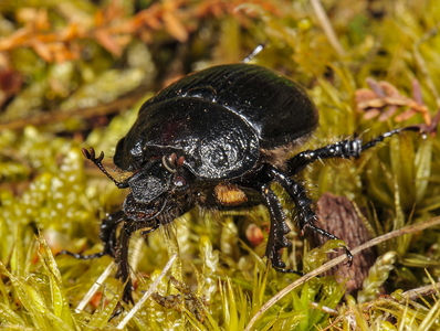 Trehornet Skarnbasse - (Typhaeus typhoeus)