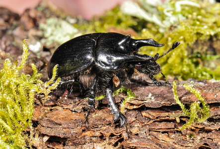  Trehornet Skarnbasse (Typhaeus typhoeus)