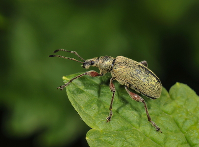 Phyllobius glaucus (Phyllobius glaucus)