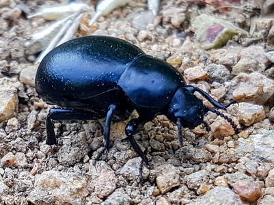 Blodtudsbille (Timarcha tenebricosa)
