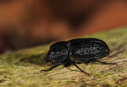 Valsehjort (Sinodendron cylindricum)