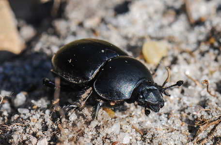 Glat Skarnbasse (Trypocopris vernalis)