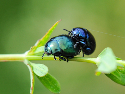 Blå Glansbladbille (Oreina caerulea)