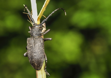 Væver (Lamia textor)