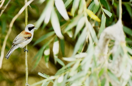 Pungmejse (Remiz pendulinus)