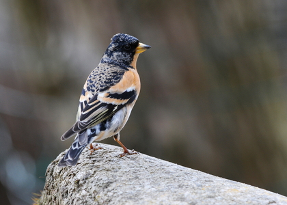 Kvækerfinke (Fringilla montifringilla)