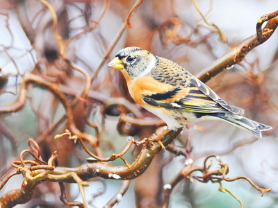 Kvækerfinke (Fringilla montifringilla)
