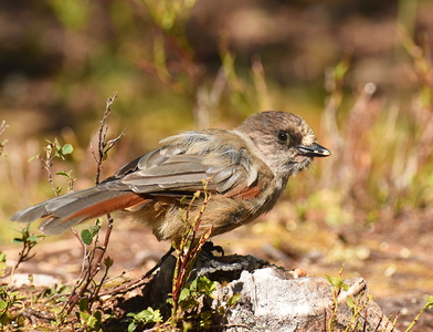 Lavskrige (Perisoreus infaustus)