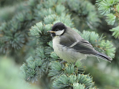  Musvit (Parus major)
